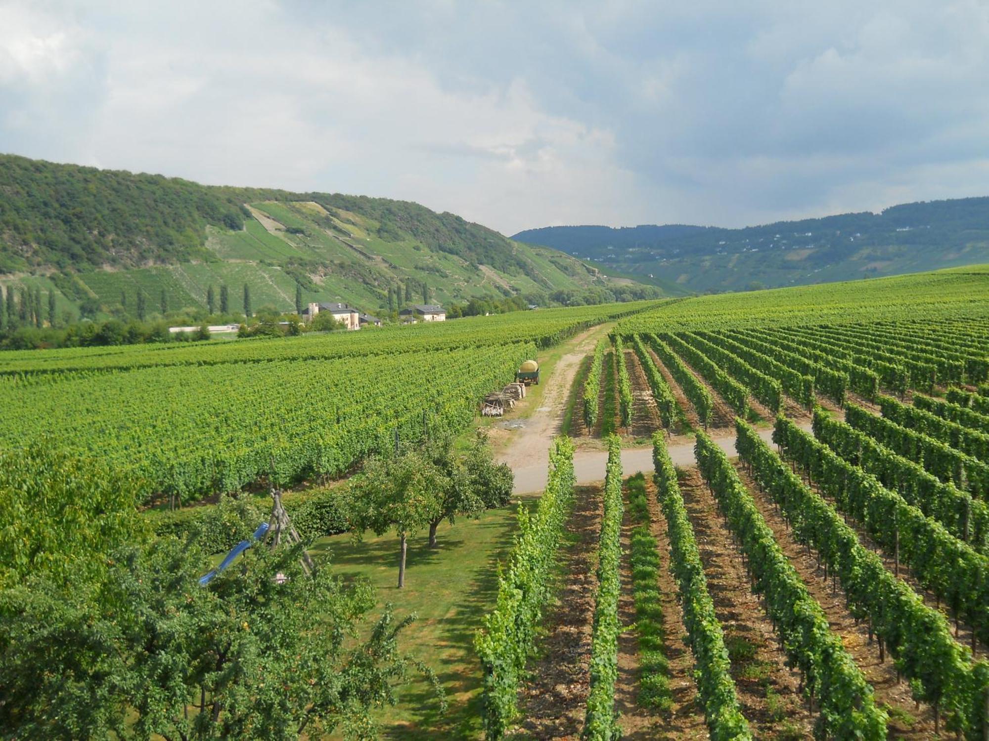 Ferienweingut Winnebeck Kowerich Exterior photo
